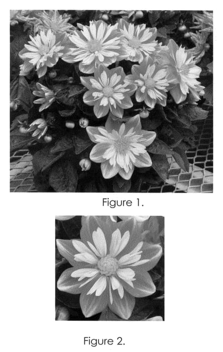Figure 1 of US plant patent PP21597, the photograph of Golia Dbbro printed in the patent.