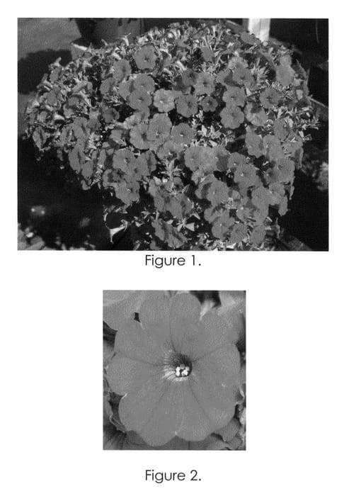 Figure 1 of US plant patent PP21598, the photograph of Pic Redda printed in the patent.