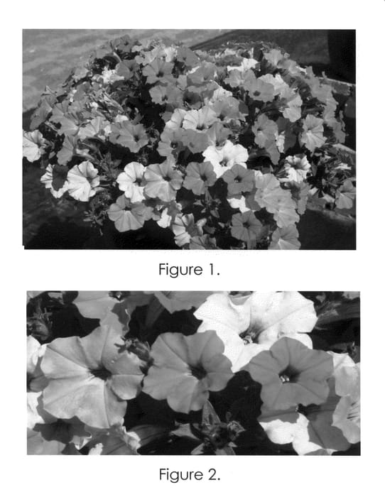 Figure 1 of US plant patent PP21599, the photograph of Pic Rossa printed in the patent.