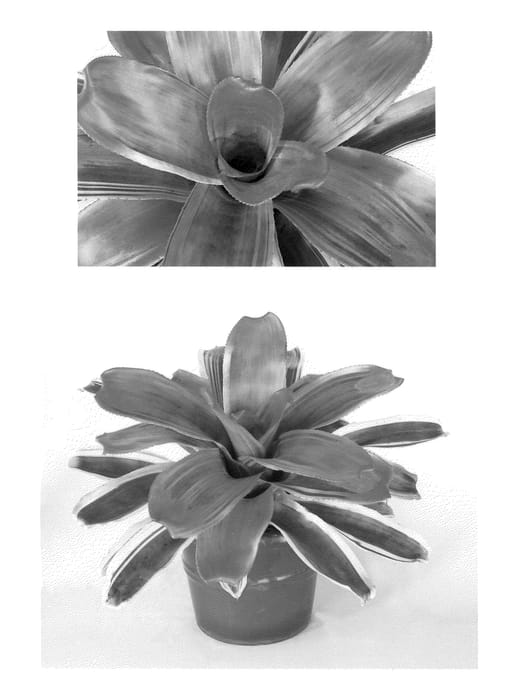 Figure 1 of US plant patent PP21600, the photograph of Autumn Rain printed in the patent.
