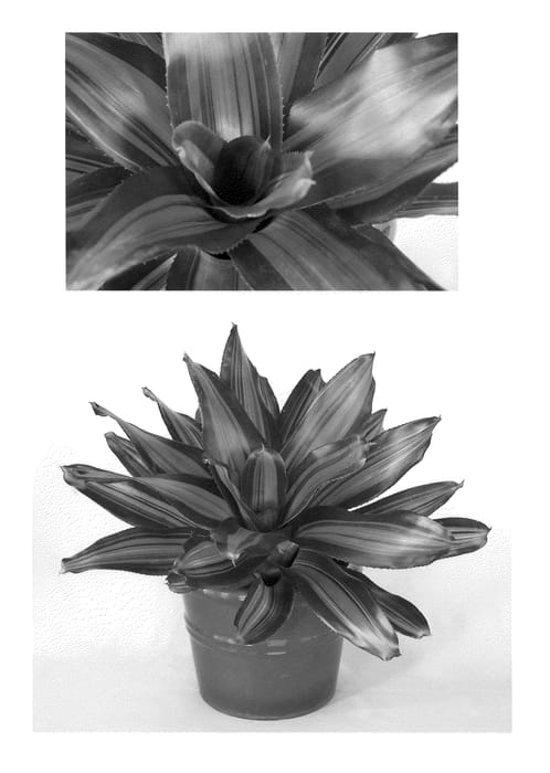 Figure 1 of US plant patent PP21601, the photograph of Cookie printed in the patent.