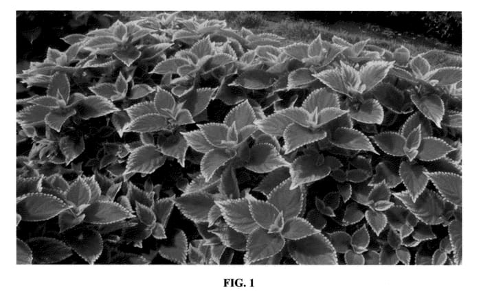 Figure 1 of US plant patent PP21602, the photograph of UF06419 printed in the patent.