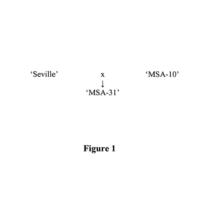 Figure 1 of US plant patent PP21603, the photograph of MSA-31 printed in the patent.