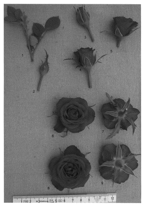 Figure 1 of US plant patent PP21604, the photograph of PACfive printed in the patent.