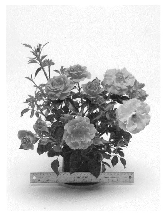 Figure 1 of US plant patent PP21605, the photograph of WEKmongros printed in the patent.