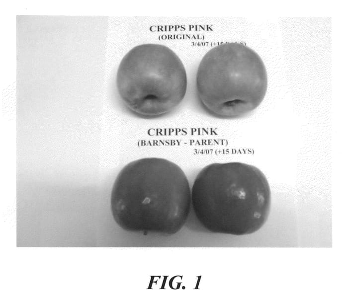 Figure 1 of US plant patent PP21606, the photograph of PLBAR B1 printed in the patent.