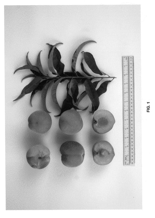 Figure 1 of US plant patent PP21607, the photograph of UF ONE printed in the patent.