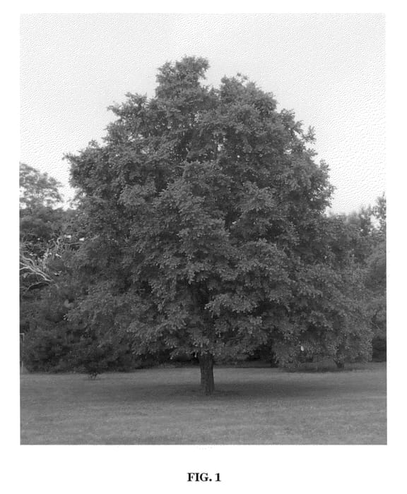 Figure 1 of US plant patent PP21608, the photograph of MON1 printed in the patent.