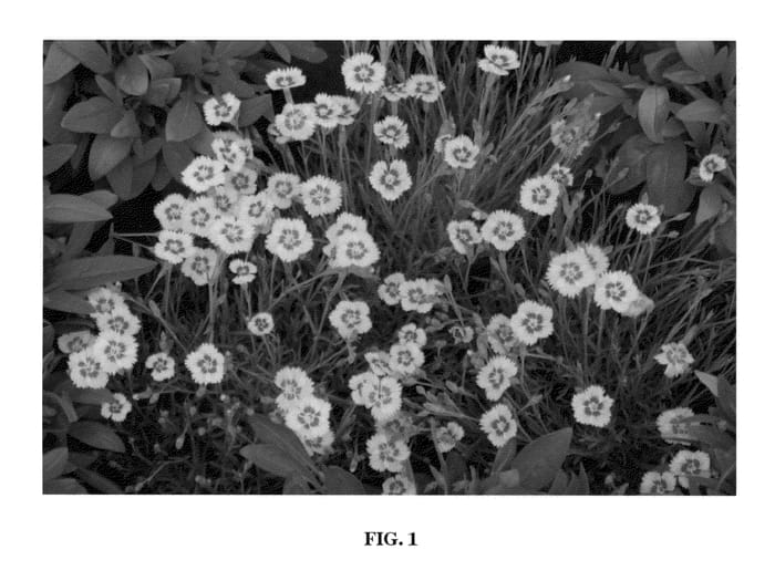 Figure 1 of US plant patent PP21609, the photograph of Bedazzled printed in the patent.