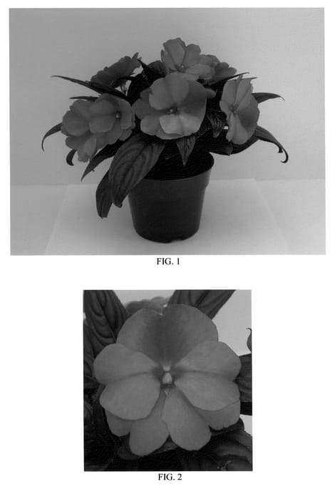 Figure 1 of US plant patent PP21610, the photograph of DANCEL846 printed in the patent.