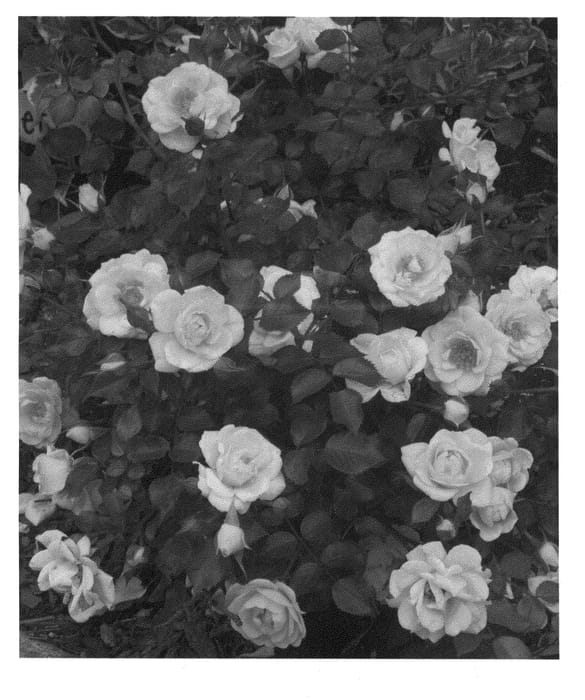 Figure 1 of US plant patent PP21611, the photograph of Scrivjean printed in the patent.