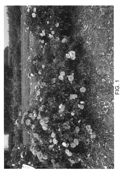Figure 1 of US plant patent PP21612, the photograph of Meiswetdom printed in the patent.