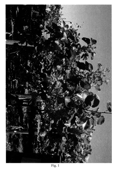 Figure 1 of US plant patent PP21613, the photograph of Bruce printed in the patent.
