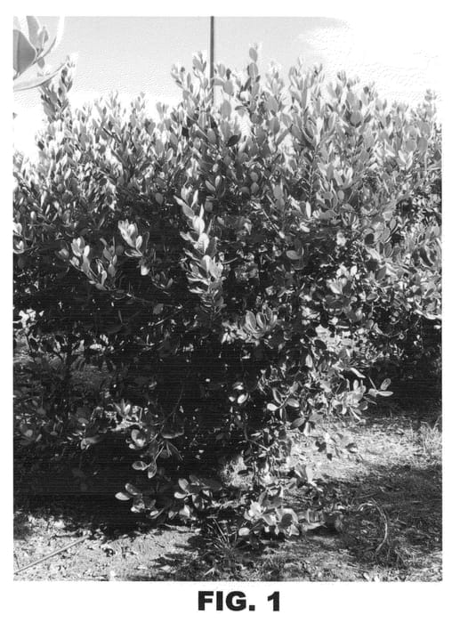 Figure 1 of US plant patent PP21614, the photograph of Anatoki printed in the patent.