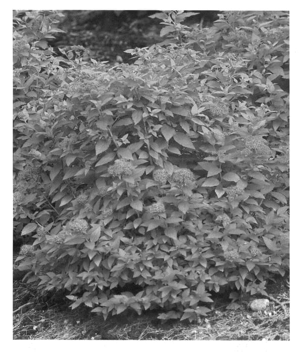 Figure 1 of US plant patent PP21615, the photograph of Yan printed in the patent.