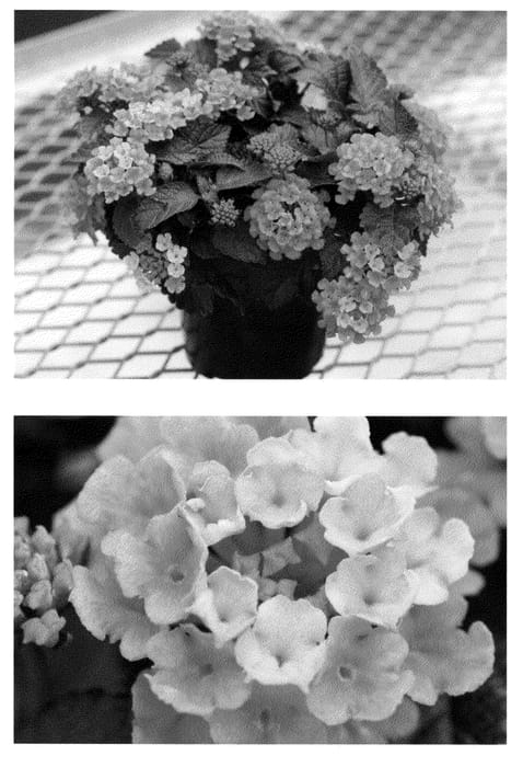 Figure 1 of US plant patent PP21616, the photograph of Bani Rossa printed in the patent.
