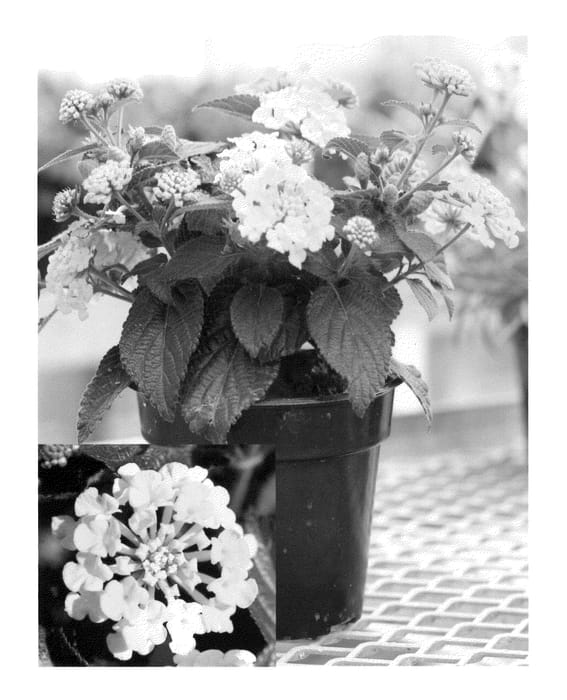 Figure 1 of US plant patent PP21617, the photograph of Bani Yelbic printed in the patent.