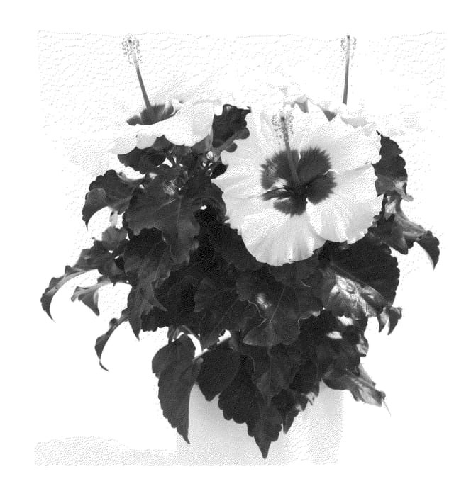 Figure 1 of US plant patent PP21618, the photograph of Boreas printed in the patent.