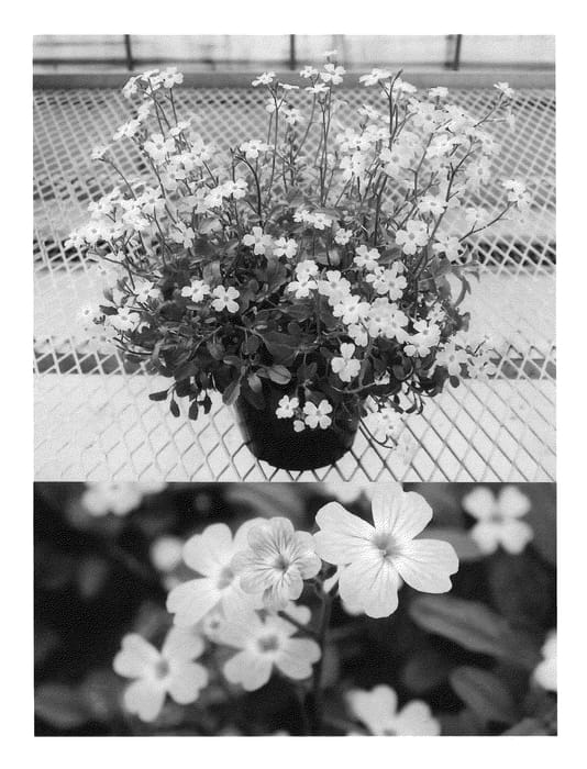 Figure 1 of US plant patent PP21619, the photograph of Sunmalpin printed in the patent.