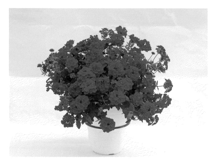 Figure 1 of US plant patent PP21620, the photograph of Wesverevoo printed in the patent.