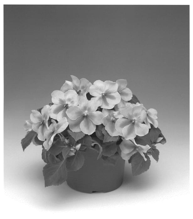 Figure 1 of US plant patent PP21621, the photograph of Imtracorbu printed in the patent.