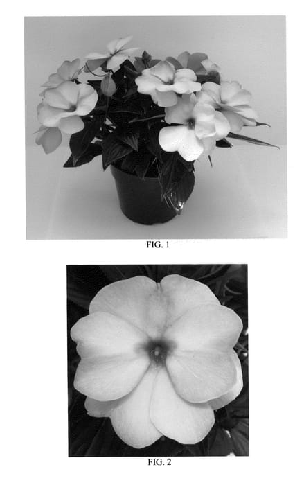 Figure 1 of US plant patent PP21622, the photograph of DANCEL877 printed in the patent.