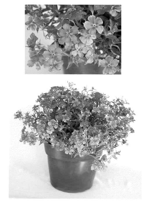 Figure 1 of US plant patent PP21623, the photograph of USPLX50304 printed in the patent.