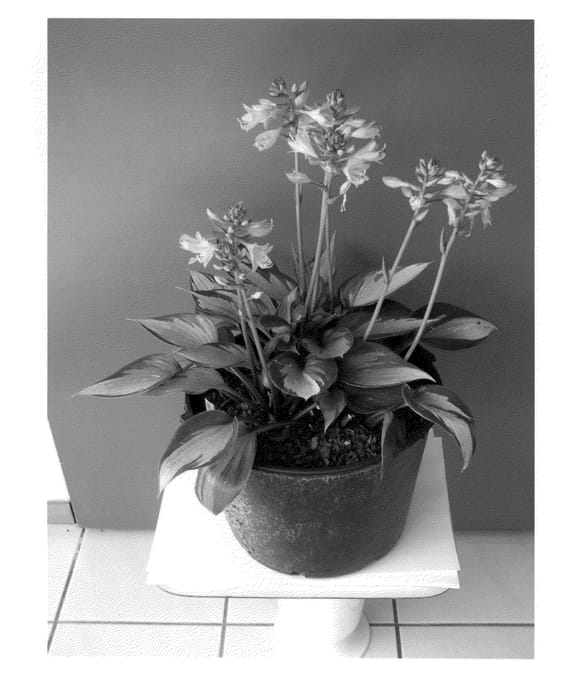 Figure 1 of US plant patent PP21624, the photograph of Justine printed in the patent.
