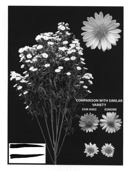 Figure 1 of US plant patent PP21625, the photograph of ESM A002 printed in the patent.