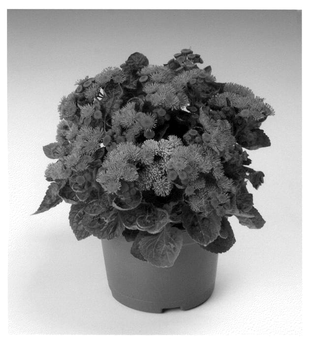 Figure 1 of US plant patent PP21626, the photograph of Agros printed in the patent.