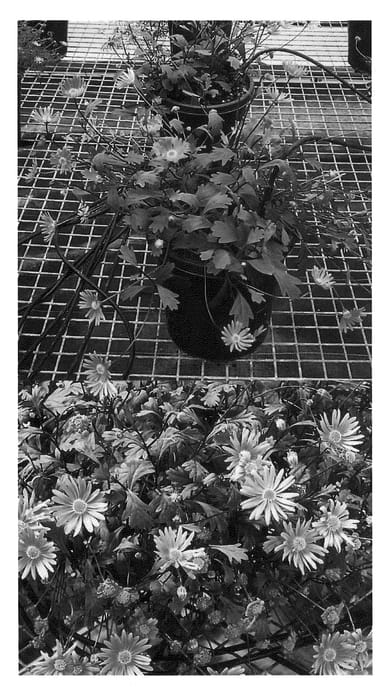 Figure 1 of US plant patent PP21627, the photograph of Bonbrapi printed in the patent.