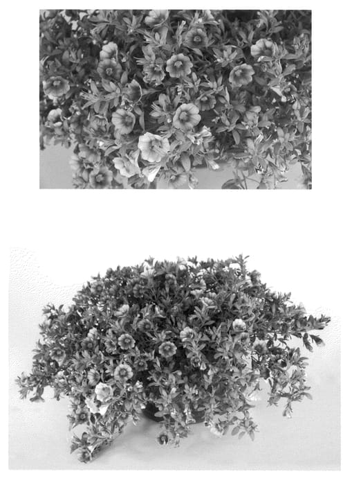 Figure 1 of US plant patent PP21628, the photograph of USCAL56501 printed in the patent.