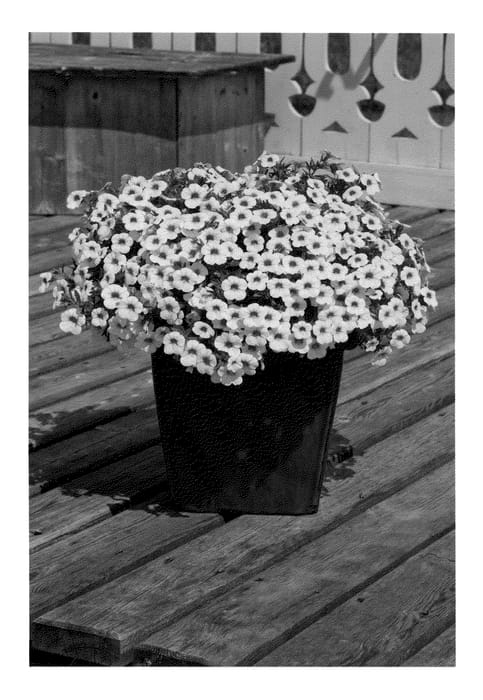 Figure 1 of US plant patent PP21629, the photograph of Wescasnow printed in the patent.