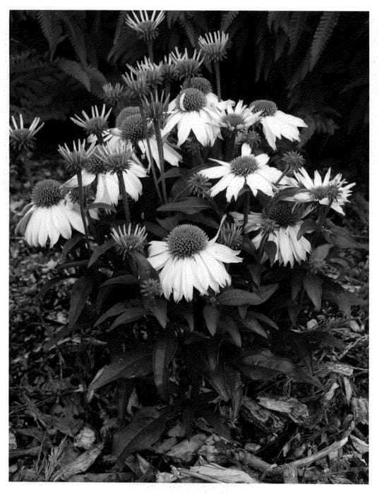 Figure 1 of US plant patent PP21630, the photograph of Polar Breeze printed in the patent.