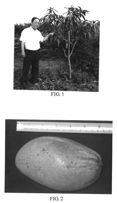 Figure 1 of US plant patent PP21631, the photograph of FP2 printed in the patent.