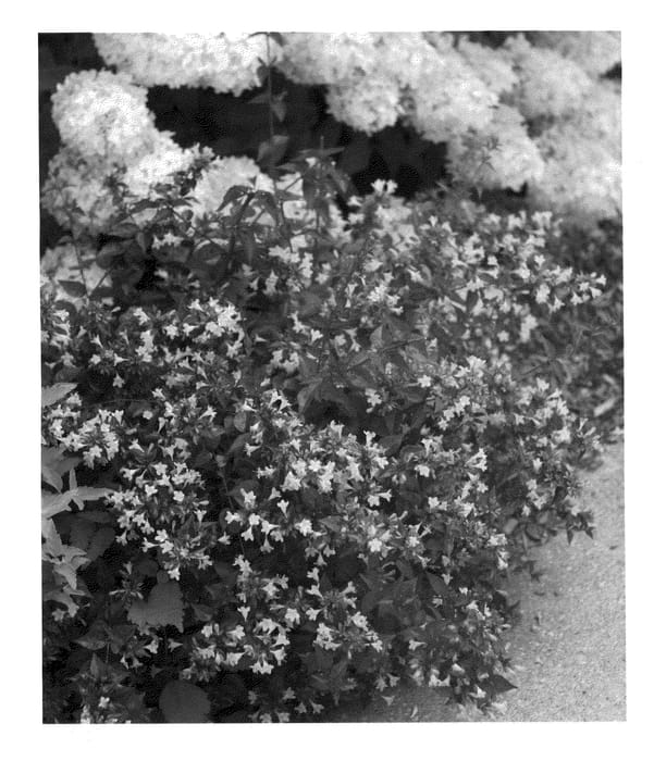 Figure 1 of US plant patent PP21632, the photograph of Keiser printed in the patent.