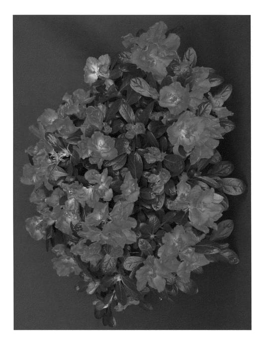 Figure 1 of US plant patent PP21633, the photograph of Arismajesty printed in the patent.