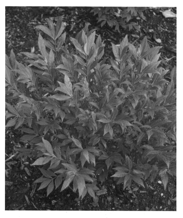 Figure 1 of US plant patent PP21634, the photograph of Hayman printed in the patent.