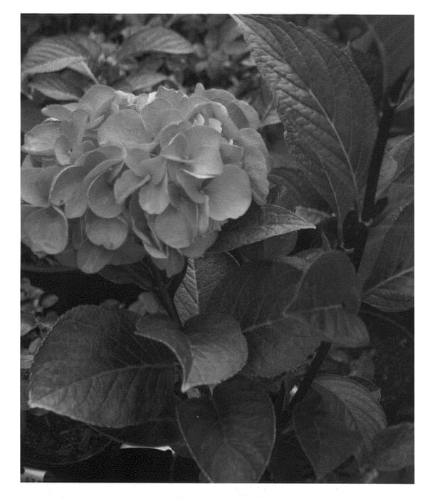 Figure 1 of US plant patent PP21635, the photograph of HorOrb printed in the patent.
