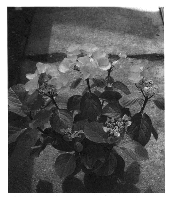 Figure 1 of US plant patent PP21636, the photograph of HorAbstra printed in the patent.