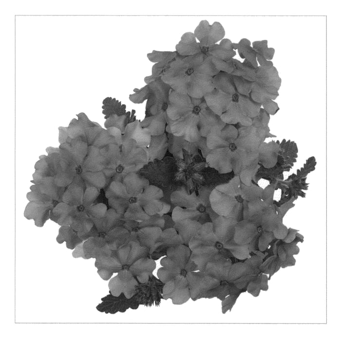 Figure 1 of US plant patent PP21638, the photograph of Duemplavbu printed in the patent.