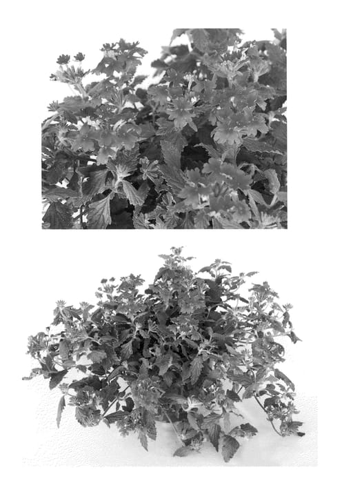 Figure 1 of US plant patent PP21639, the photograph of AKIV98-01 printed in the patent.
