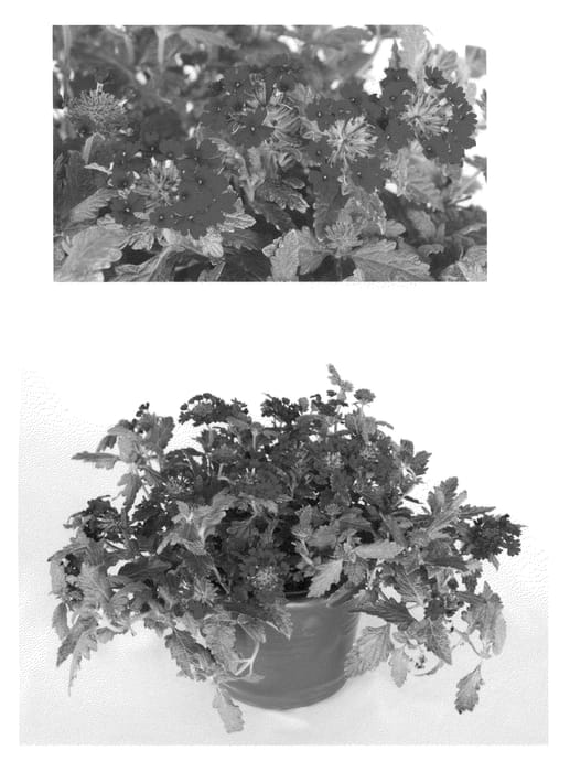 Figure 1 of US plant patent PP21640, the photograph of AKIV5-4 printed in the patent.