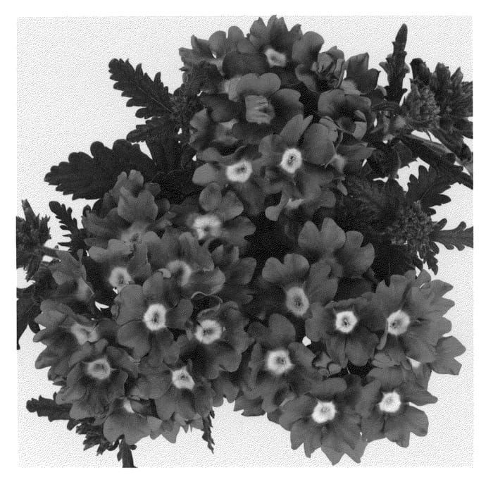 Figure 1 of US plant patent PP21641, the photograph of Duempburcha printed in the patent.