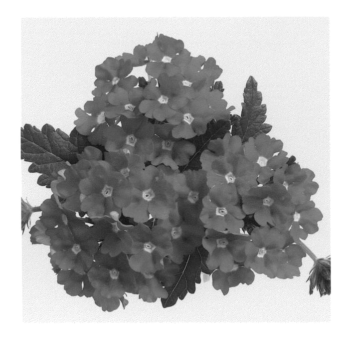 Figure 1 of US plant patent PP21642, the photograph of Duemphopich printed in the patent.