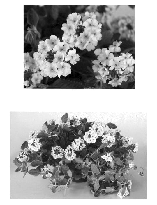 Figure 1 of US plant patent PP21643, the photograph of AKIV344-01 printed in the patent.