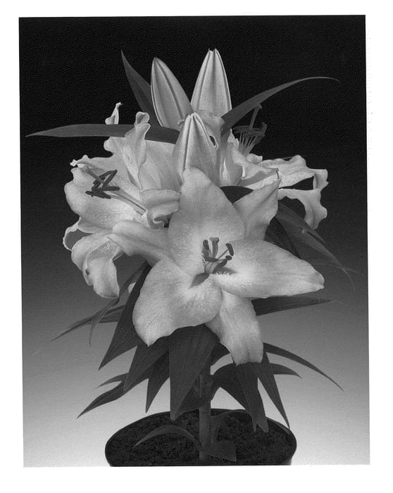 Figure 1 of US plant patent PP21644, the photograph of Sunny Borneo printed in the patent.