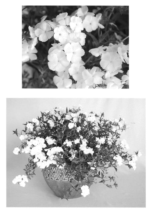 Figure 1 of US plant patent PP21645, the photograph of USPLX50302 printed in the patent.