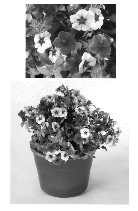Figure 1 of US plant patent PP21646, the photograph of USPLX60306 printed in the patent.