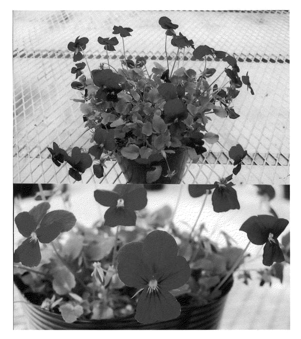 Figure 1 of US plant patent PP21647, the photograph of Sunviocoba printed in the patent.